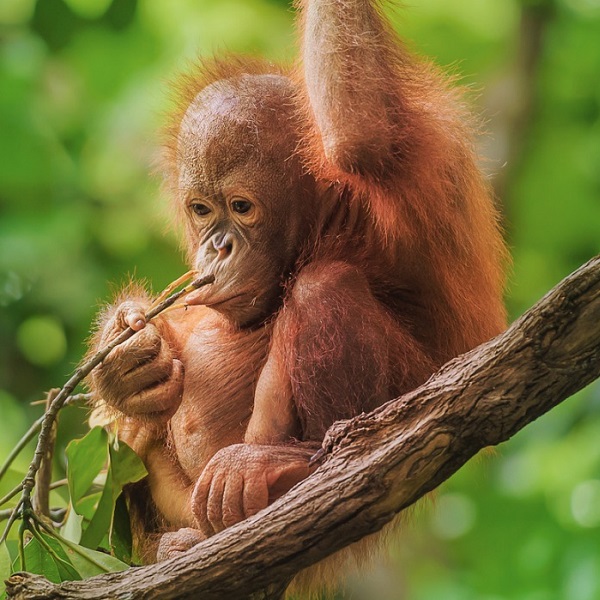 Orangutans | Facts & Endangered Status | Born Free